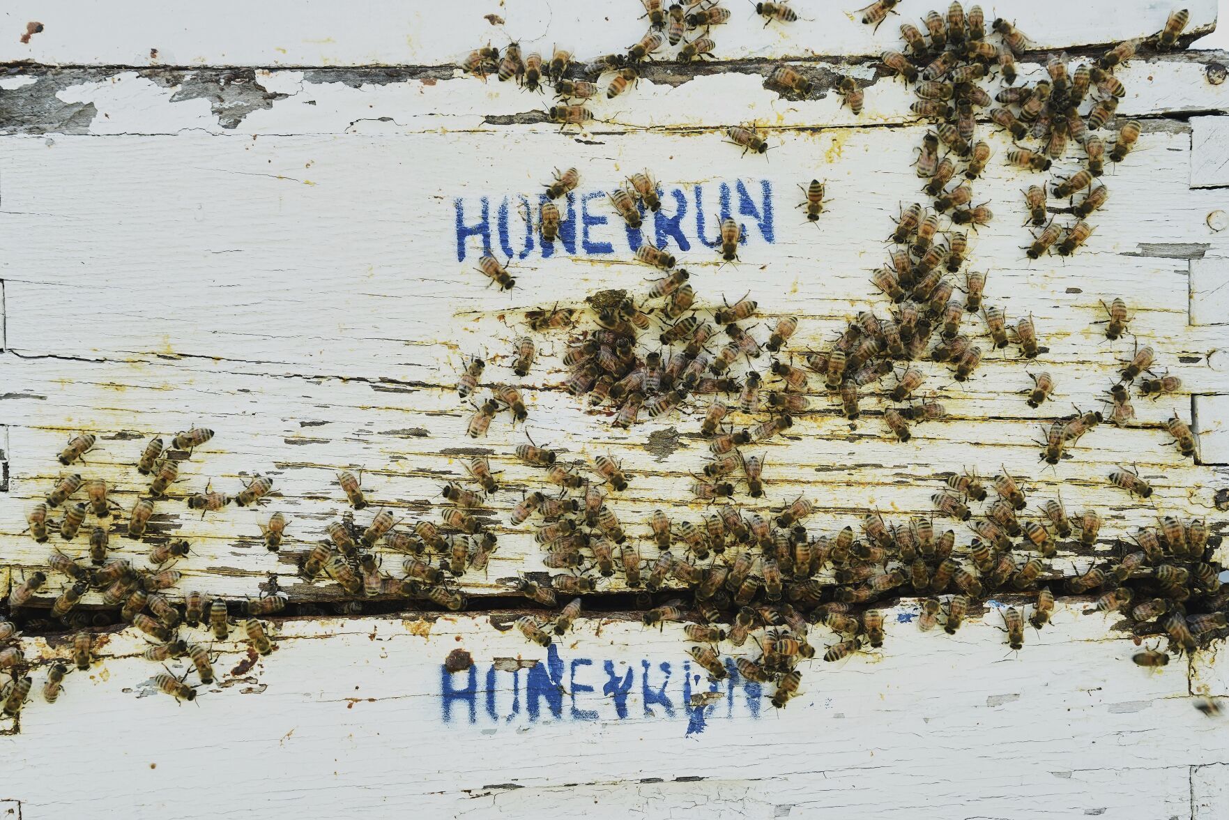 Climate Heat Bees